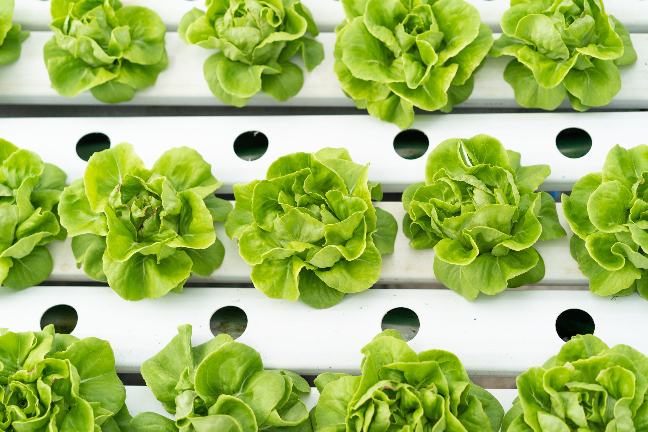 Close up Green lettuce in hydroponic farm background.